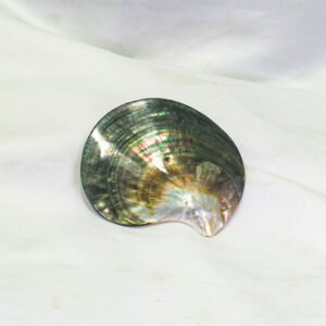 BLACK  MOP SHELL (8-9CM)